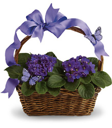 Violets And Butterflies from Victor Mathis Florist in Louisville, KY